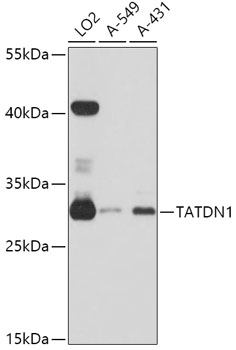 TATDN1 Polyclonal Antibody