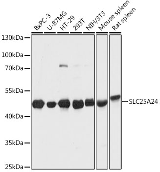 SLC25A24 Polyclonal Antibody