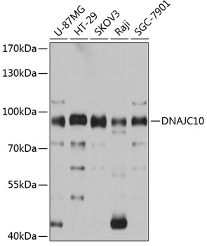 DNAJC10 Polyclonal Antibody