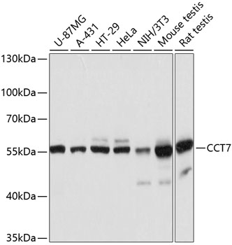 CCT7 Polyclonal Antibody