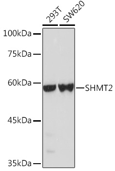 SHMT2 Polyclonal Antibody