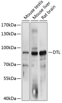 DTL Polyclonal Antibody