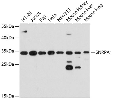 SNRPA1 Polyclonal Antibody