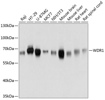 WDR1 Polyclonal Antibody