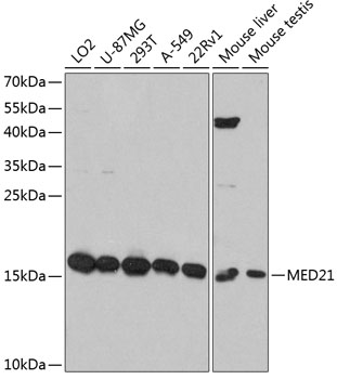MED21 Polyclonal Antibody
