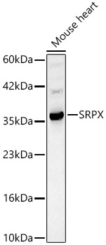 SRPX Polyclonal Antibody