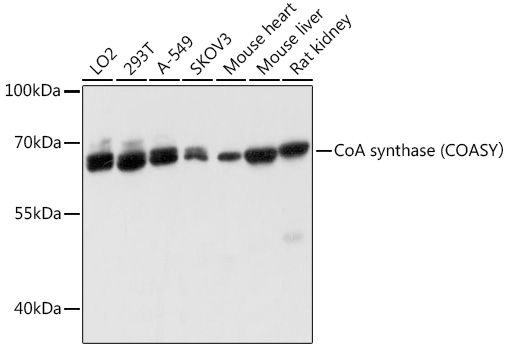 CoA synthase (COASY) Polyclonal Antibody