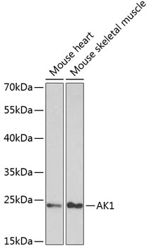AK1 Polyclonal Antibody