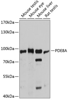 PDE8A Polyclonal Antibody