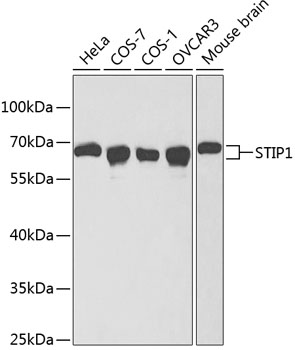 STIP1 Polyclonal Antibody