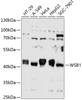 WSB1 Polyclonal Antibody