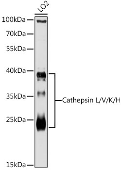 Cathepsin L/V/K/H Polyclonal Antibody