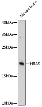 HRAS Polyclonal Antibody