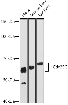 Cdc25C Monoclonal Antibody [6R0I6]