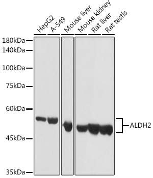 ALDH2 Polyclonal Antibody