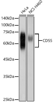 CD55 Polyclonal Antibody