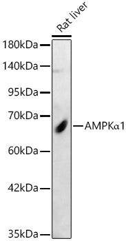 AMPKa1 Polyclonal Antibody