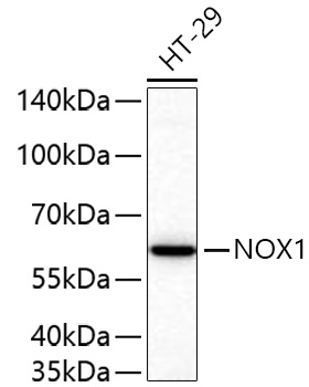 NOX1 Polyclonal Antibody
