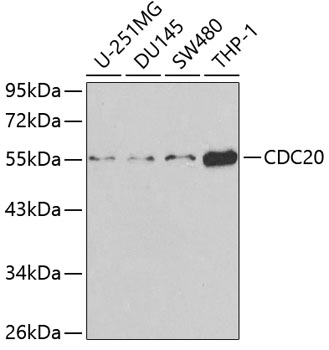 CDC20 Polyclonal Antibody