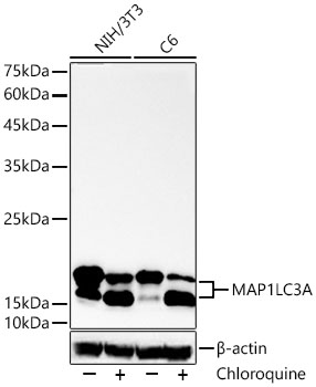 MAP1LC3A Monoclonal Antibody [7F5R1]