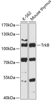 TrkB Polyclonal Antibody