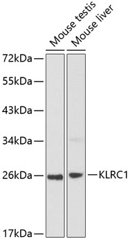 KLRC1 Polyclonal Antibody
