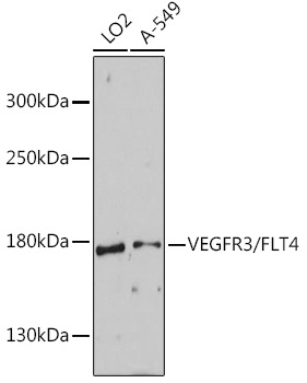 VEGFR3/FLT4 Polyclonal Antibody