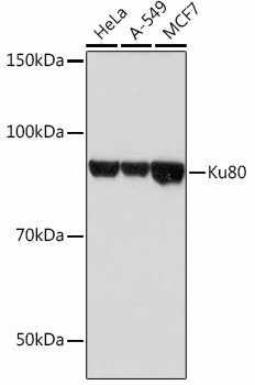 Ku80 Monoclonal Antibody [7N7G3]