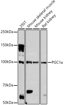 PGC1a Polyclonal Antibody