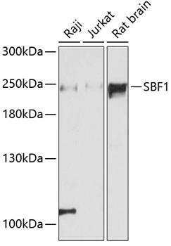 SBF1 Polyclonal Antibody