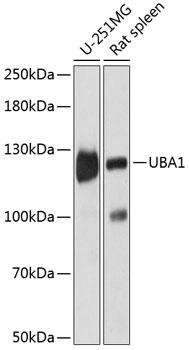 UBA1 Polyclonal Antibody