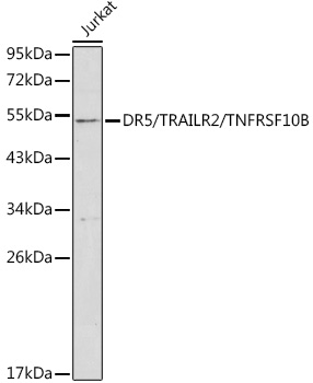 DR5/TRAILR2/TNFRSF10B Polyclonal Antibody