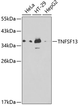 TNFSF13 Polyclonal Antibody