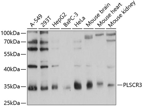 PLSCR3 Polyclonal Antibody