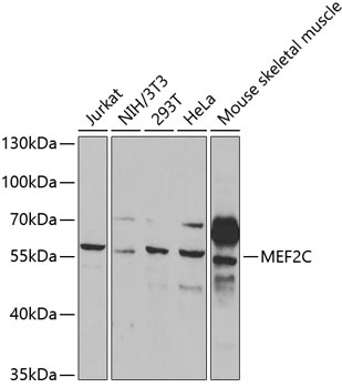 MEF2C Polyclonal Antibody