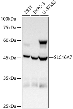 SLC16A7 Polyclonal Antibody