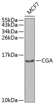 CGA Polyclonal Antibody