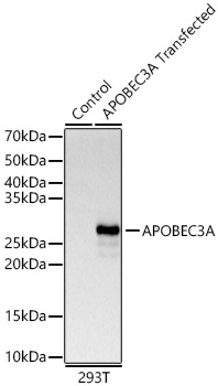 APOBEC3A Polyclonal Antibody