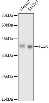 JAM-A/CD321/F11R Polyclonal Antibody