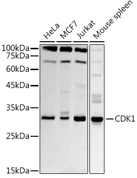 CDK1 Polyclonal Antibody