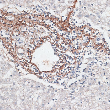 ELN Polyclonal Antibody