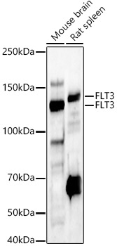 FLT3 Polyclonal Antibody