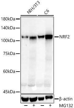 NRF2 Polyclonal Antibody