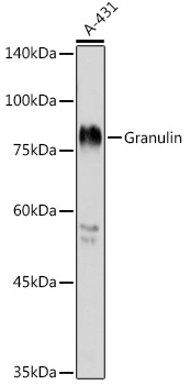 Granulin Polyclonal Antibody