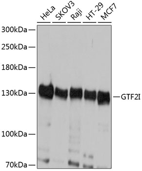 GTF2I Polyclonal Antibody