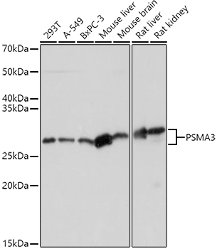 PSMA3 Polyclonal Antibody