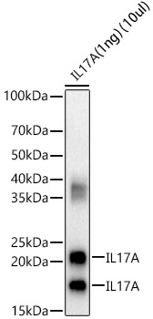 IL17A Polyclonal Antibody