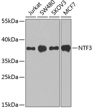 NTF3 Polyclonal Antibody