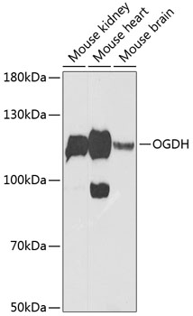 OGDH Polyclonal Antibody