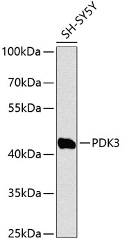PDK3 Polyclonal Antibody